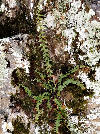 {Asplenium platyneuron}